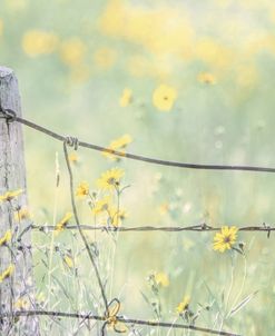 Wildflowers By Fence Post Color