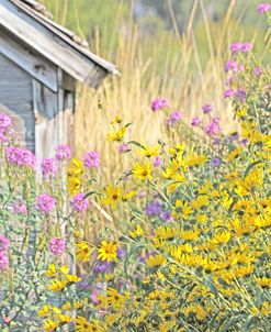 Wildflowers By Shack