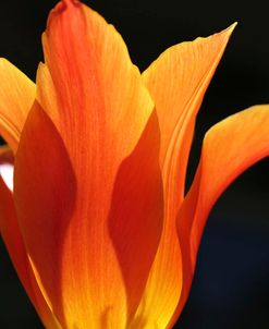 Orange Star Tulip Flower