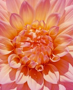 Pink Dahlia Flower