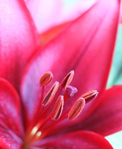 Pink Daylily Macro Flower