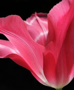 Pink Star Tulip Flower