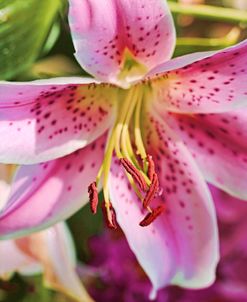 Pink Stargazer Lily Flower