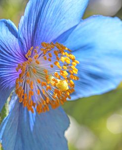 Blue Himalayan Poppy Flower