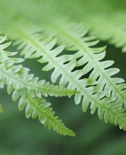 Green Fern Fronds