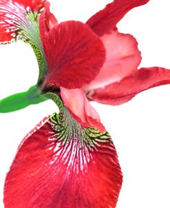 Iris Flower Red