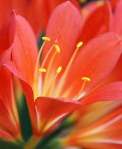 Orange Clivia Miniata Flower