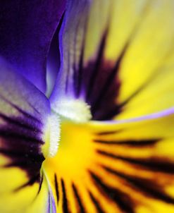 Purple Pansy Macro Flower