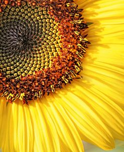 Sunflower Macro Flower