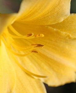 Yellow Daylily Flower