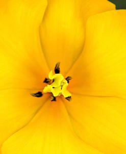 Yellow Tulip Flower