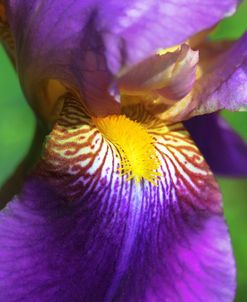 Purple Bearded Iris Flower