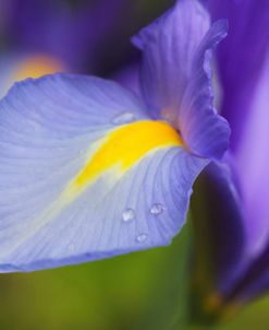 Purple Dutch Iris Flower