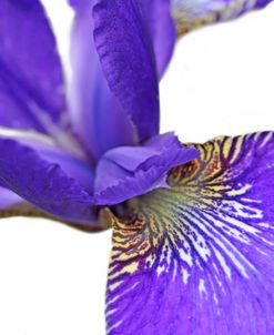 Purple Japanese Iris Flower