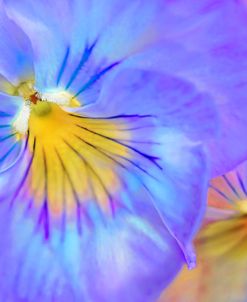 Purple Pansy Flower