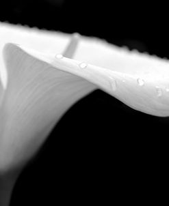 Calla Lily Flower Black and White 2