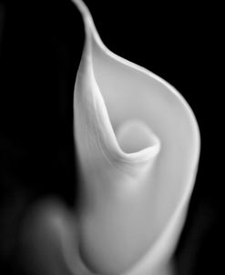 Calla Lily Flower Macro Black and White