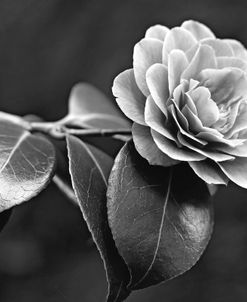 Camellia Flower Black and White