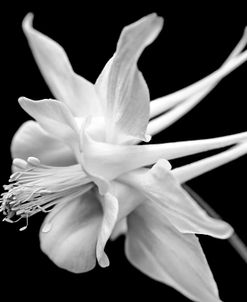 Columbine Wildflower Macro Black and White