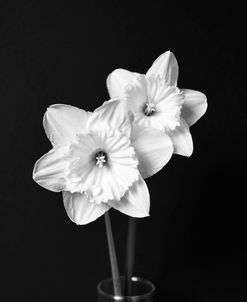 Daffodil Flowers Still Life Black and White