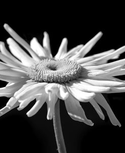 Daisy Flower Macro Black and White 1