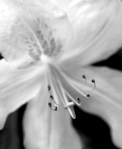 Azalea Flower Macro Black and White