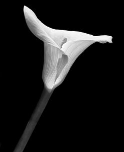 Calla Lily Flower Black and White 1