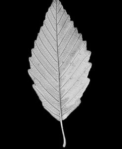 Leaf Black and White 2