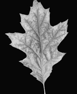 Leaf Black and White 3