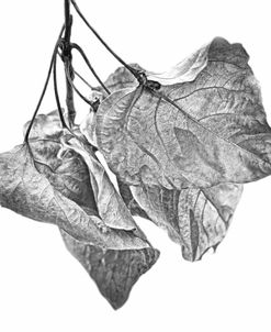 Leaves Dried Black and White