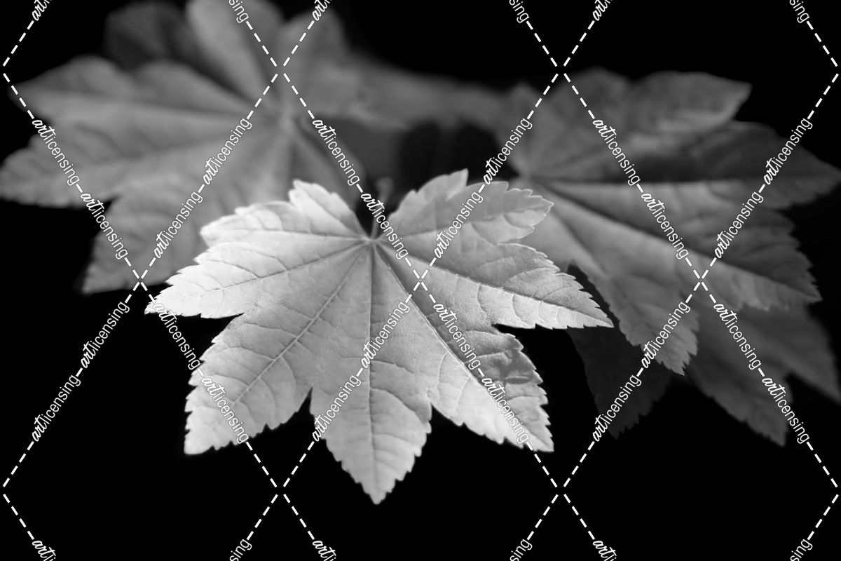 Leaves Maple Black and White