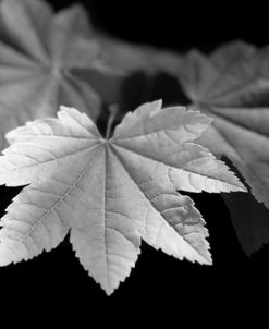 Leaves Maple Black and White