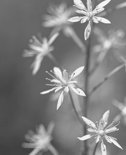 Little Wildflowers Macro Black and White