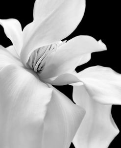 Magnolia Flower Macro Black and White 1