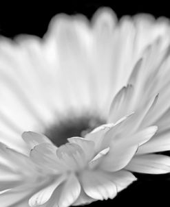 Daisy Flower Macro Black and White 2