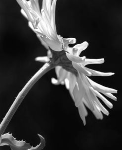 Daisy Flower Macro Black and White 3