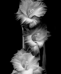 Gladiola Flowers Black and White