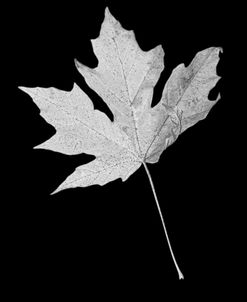 Leaf Black and White 1