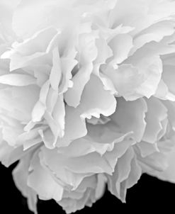 Peony Flower Macro Black and White