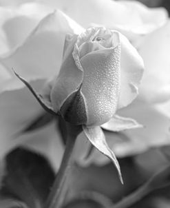 Rose Bud Flower Black and White