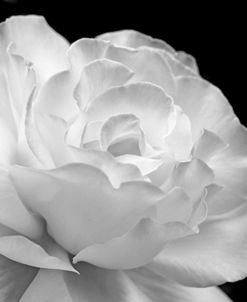 Rose Flower Macro Black and White 1