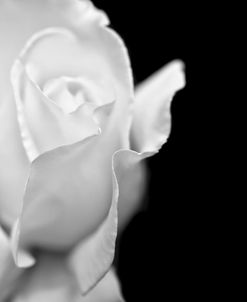 Rose Flower Macro Black and White 2