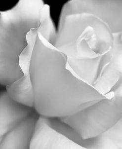 Rose Flower Macro Black and White 3
