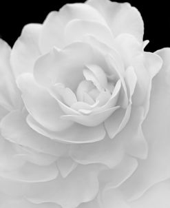 Rose Flower Macro Black and White 4
