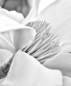 Magnolia Flower Macro Black and White 2