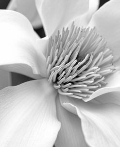 Magnolia Flower Macro Black and White 3