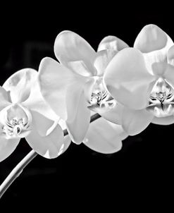 Orchid Flowers Black and White