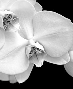 Orchid Flowers Macro Black and White