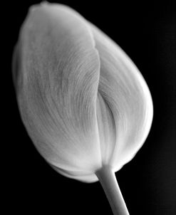 Tulip Flower Macro Black and White 2
