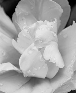 Tulip Flower Macro Black and White 4